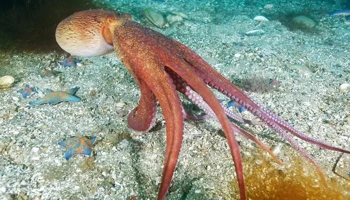 章鱼的血液是什么颜色啊