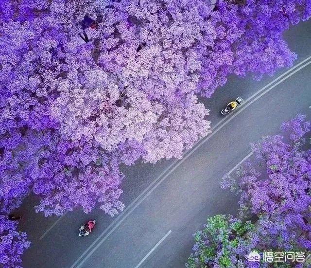 女孩子经常拍花的照片给我看是什么意思？