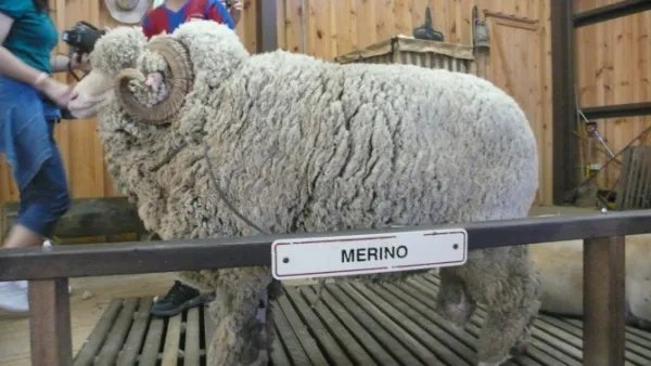 澳大利亚有什么特产