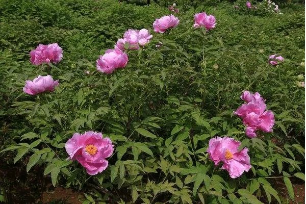 洛阳哪个牡丹园最好？具体说说可以吗？