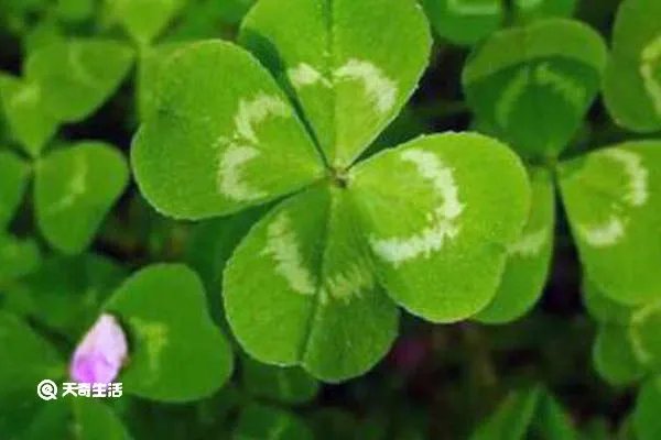 潮汕四叶莲的功效与作用