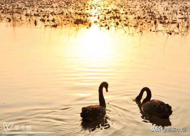 圆明园十大景点介绍？