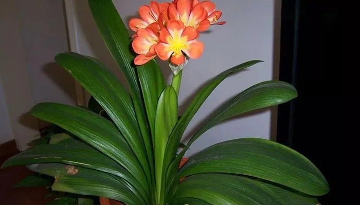 君子兰叶子发黄怎么 君子兰叶子发黄怎么解决