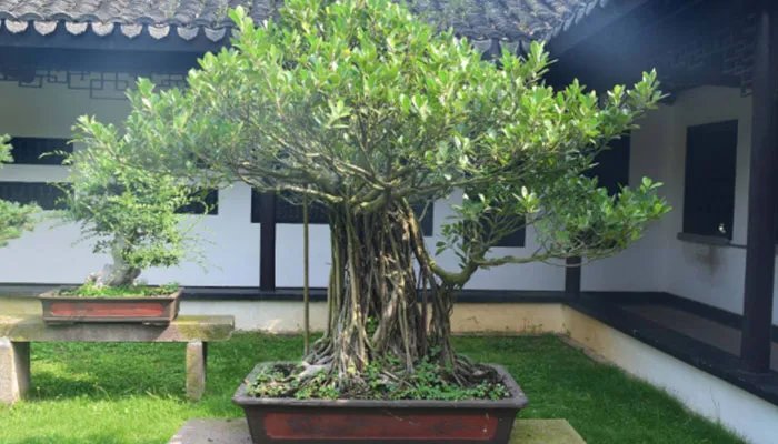 榕树的养殖方法和注意事项 榕树的养殖方法