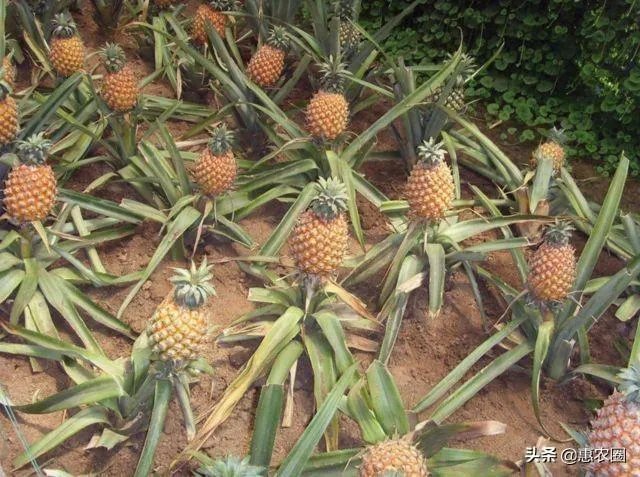 进入9月份了中晚熟水果陆续进入成熟采摘期，可是今年的水果价格怎么这么低？