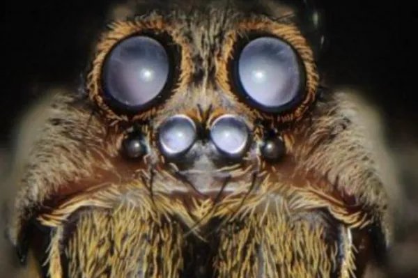 十大最奇特的动物眼睛