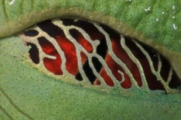 十大最奇特的动物眼睛