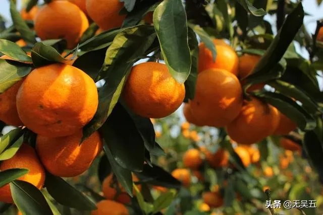 进入9月份了中晚熟水果陆续进入成熟采摘期，可是今年的水果价格怎么这么低？