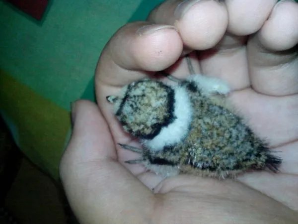 这种鸟是什么鸟？