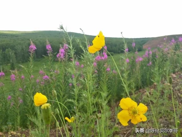 去呼伦贝尔大草原玩的旅游攻略？