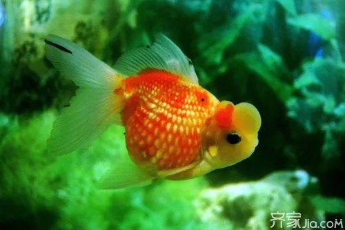 鹅头红多少钱一条  鹅头红怎么养