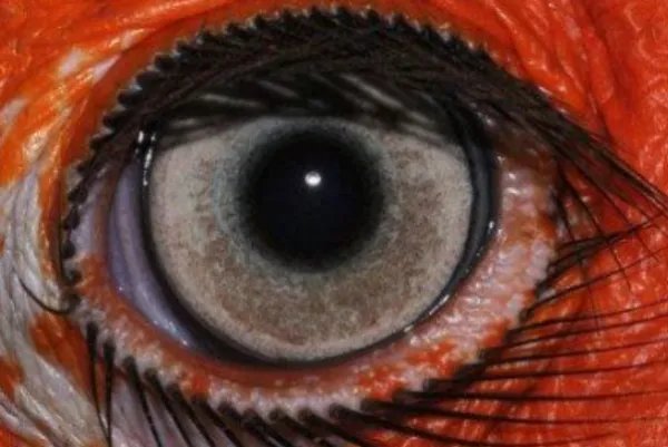十大最奇特的动物眼睛