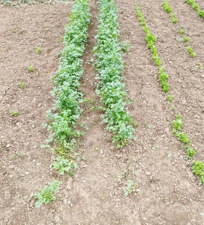 北京延庆百里画廊山泉云舍民宿，篱笆环绕的超大休闲场地与菜园！