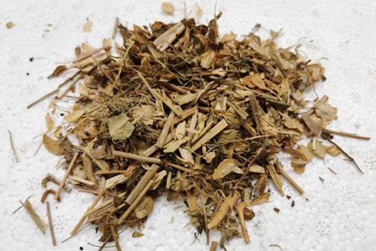 墓回头全草图片