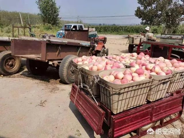 进入9月份了中晚熟水果陆续进入成熟采摘期，可是今年的水果价格怎么这么低？