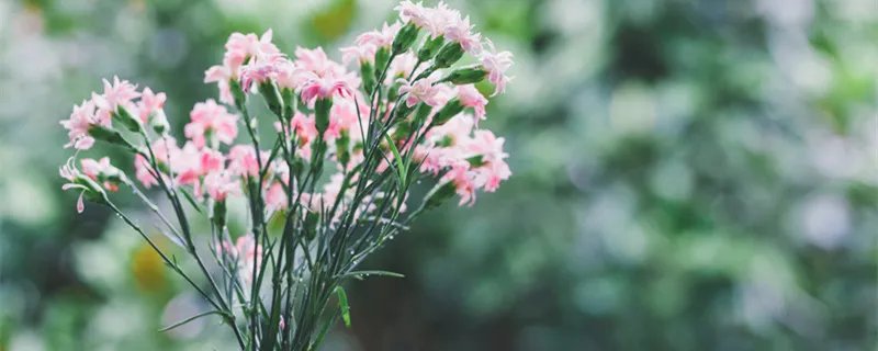 水培花卉有哪些 水培花卉有哪些种类