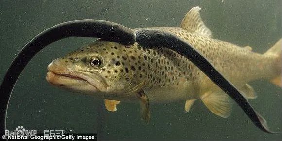 吸血鬼鱼的介绍