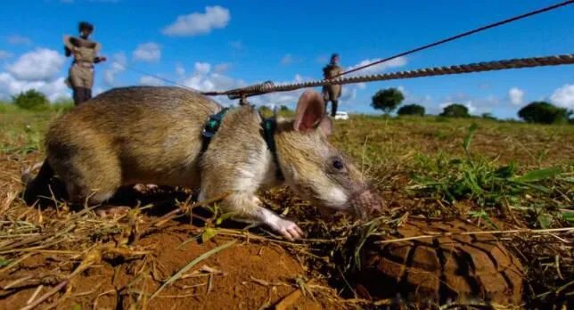 非洲巨鼠可以当宠物吗 世界上最大的老鼠非洲巨鼠为什么能探雷