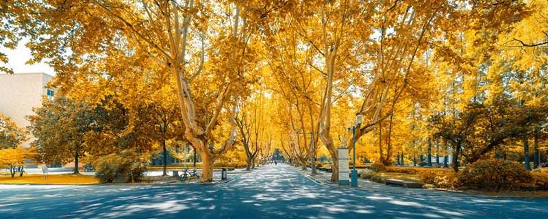 同济大学在哪里 同济大学在哪个城市