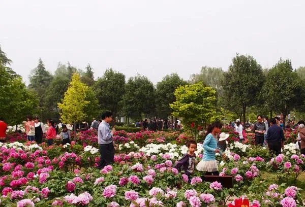 洛阳哪个牡丹园最好？具体说说可以吗？