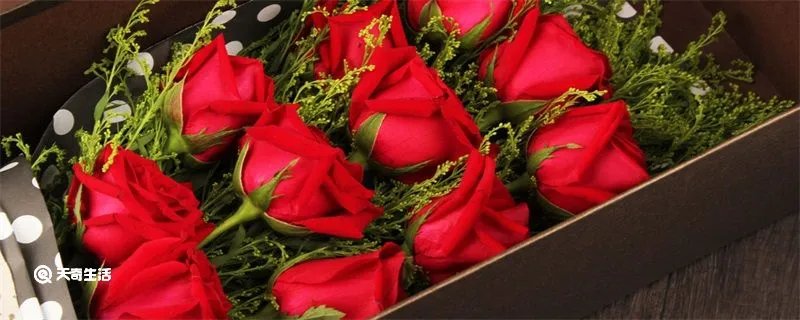 十九朵玫瑰花代表什么意思