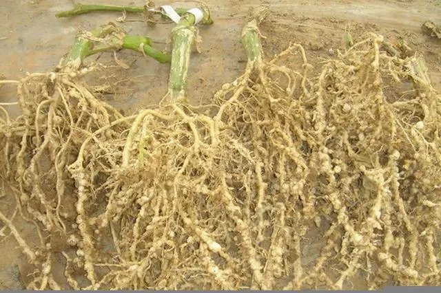 淡紫拟青霉能在温度零下时使用吗？