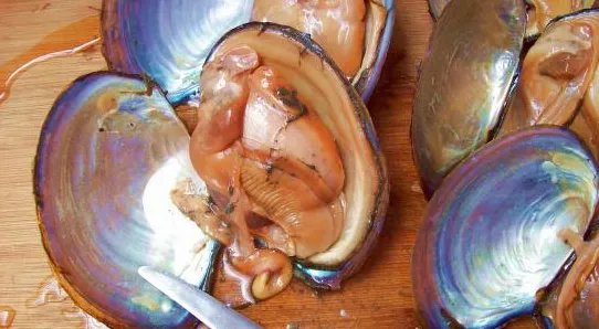 河蚌如何处理