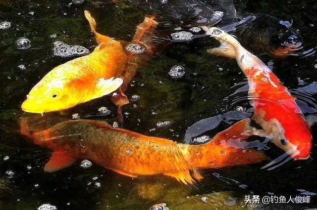 钓鱼望远镜多少倍最好？