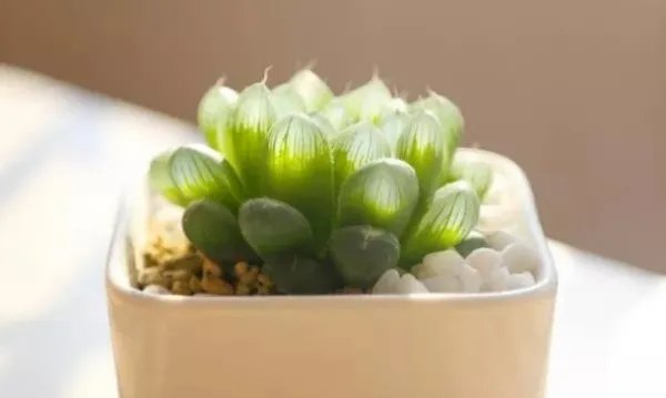 多肉的分类是哪几个？