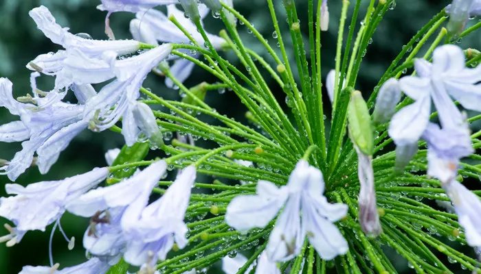 水培花卉有哪些 水培花卉有哪些种类