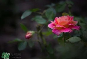 谷雨是什么季节？谷雨是春天还是夏天？