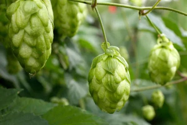 释迦果的功效与作用