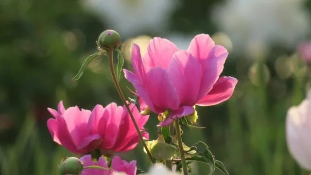 性价比最高的相机是哪款？