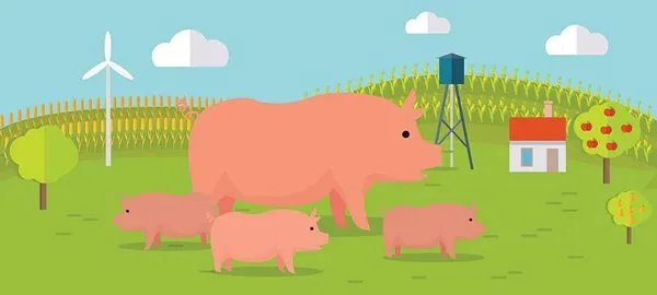 猪风湿病的治疗方法