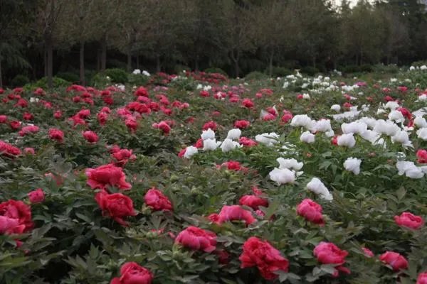 洛阳哪个牡丹园最好？具体说说可以吗？