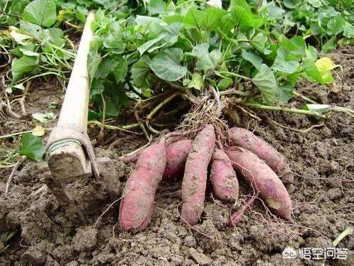 地瓜苗什么时候种？