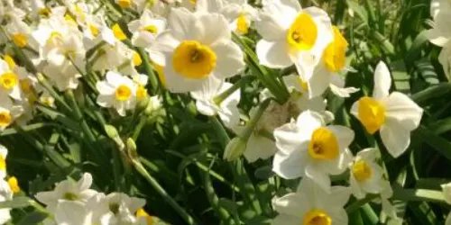 关于水仙花的传说有哪些？