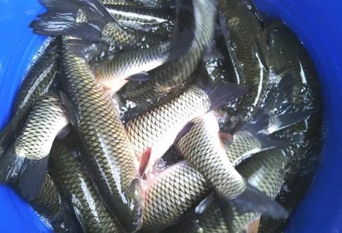 淡水鱼养殖三大技术  淡水鱼和海鱼哪种更有营养