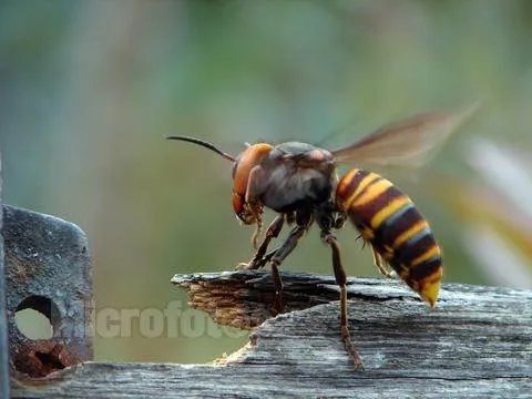 中国大虎头蜂的介绍