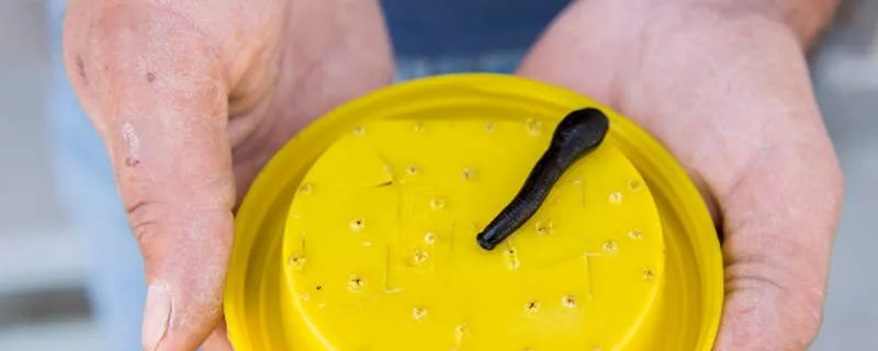 蚂蝗吃什么 蚂蝗以什么为食