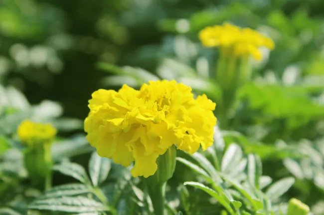 代表友谊的花 什么花象征友谊长久