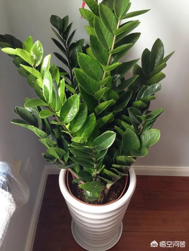 金钱树该怎么养？