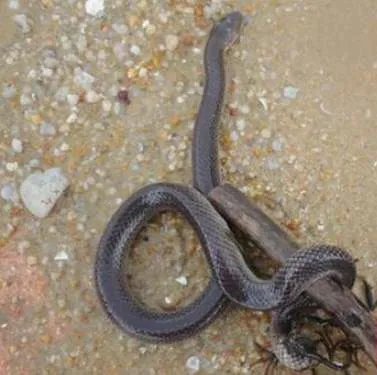 世界上最快的蛇，钓鱼蛇捕鱼速度0.001秒