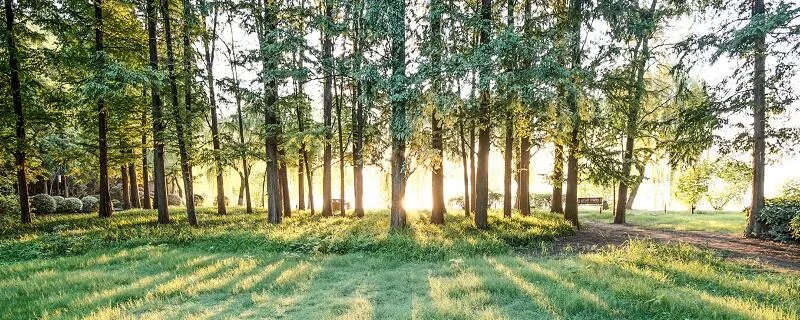 热带雨林有什么动物和植物 热带雨林有哪些动物和植物