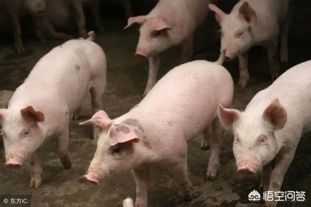 2018年下半年生猪价格走势