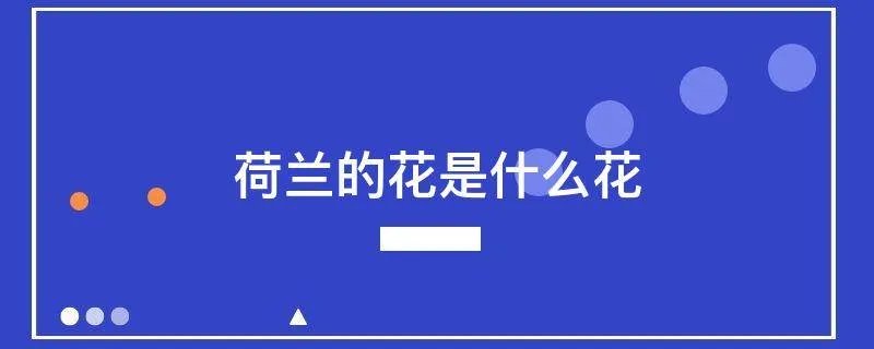 荷兰的花是什么花
