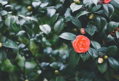 山茶花花语  山茶花代表什么象征意义