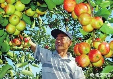 进入9月份了中晚熟水果陆续进入成熟采摘期，可是今年的水果价格怎么这么低？