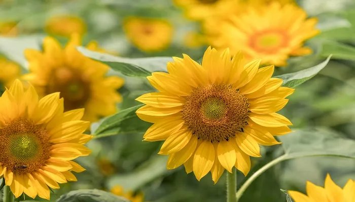 太阳花的花语是什么