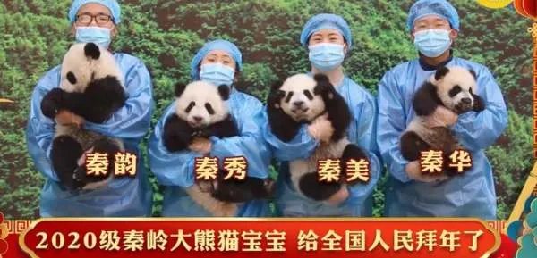 秦岭4小只大熊猫宝宝可爱拜年，为何人们对萌宠没有抵抗力？